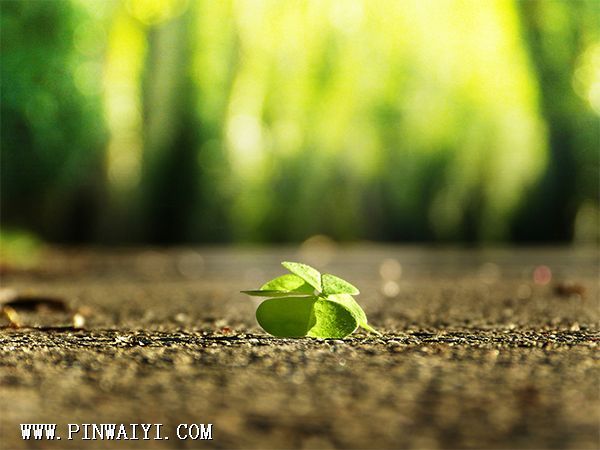 four-leaf-clover-3336774_1920.jpg